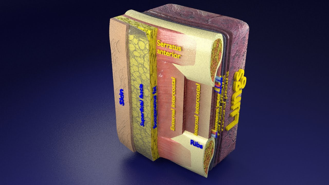 Thoracic wall layers model 3D Model