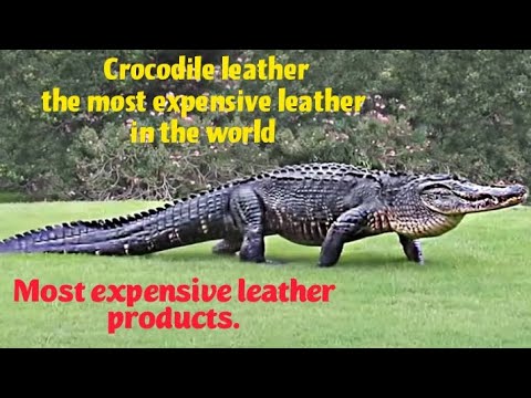 Most expensive leather in the world. Crocodile leather products.