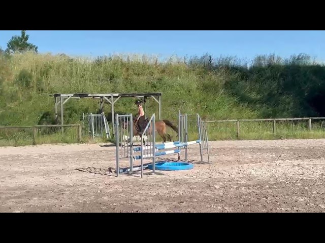 Merrie Franse rijpony PFS Te koop 2022 Bruinroan ,  Greatstar dembets tilia