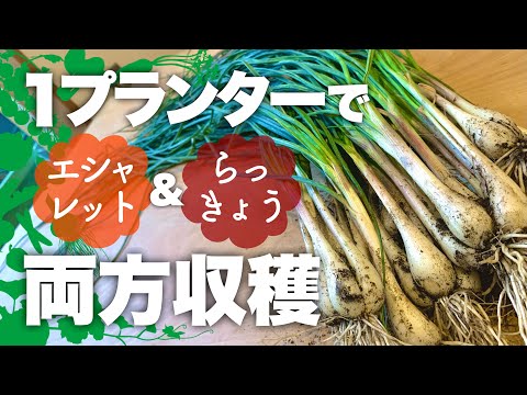 さまざまな種類のシャロット 2022