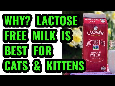 LACTOSE FREE MILK IS BEST FOR KITTEN AND CATS