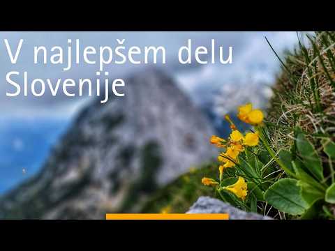 Divje, razgledno in tiho: Plešivec, izjemen razglednik med Trento in Zadnjo Trento