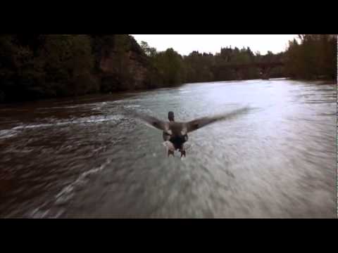 WINGED MIGRATION - TRAILER