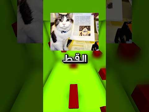 اي احد يجلس قدامه هالقط يتوفى !! 😨 #youtubeshorts