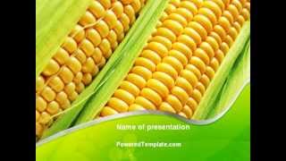 Ear Of Corn PowerPoint Template by PoweredTemplate.com