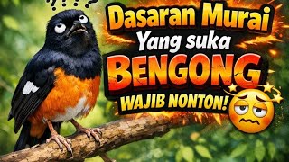 Download lagu Pancingan Murai Batu Yang suka Bengong Wajib Dicoba‼️ mp3