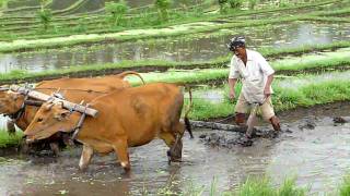 preview picture of video 'Travail dans les rizières - Tirtagangga (Bali)'