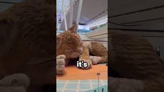 Download lagu Explaining YouTube Shorts #147 (Giant Cat) mp3