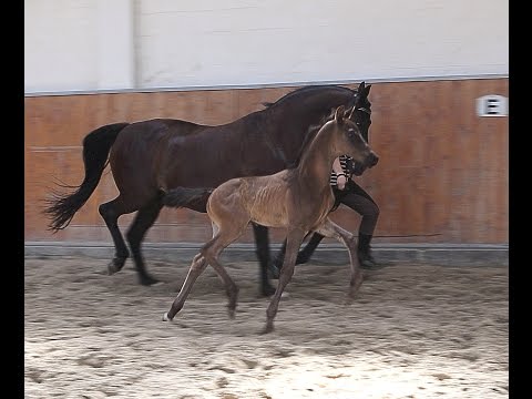 Hengstfohlen von Morricone / San Amour / Fürst Heinrich / De Niro
