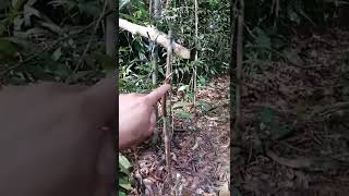 Download lagu jerat langgaran/jerat rambo #survival #jeratbabi #borneo #shorts mp3