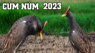 Download lagu Tiếng Cúm Núm 2023 | Âm Thanh Tiếng Chim Gà Đồng Kêu | Gallicrex cinerea mp3 Download lagu Tiếng Cúm Núm 2023 | Âm Thanh Tiếng Chim Gà Đồng Kêu | Gallicrex cinerea mp3