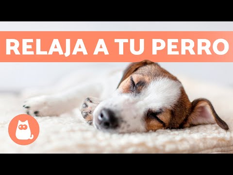 MÚSICA para PERROS con ANSIEDAD 🐶🎶 ¡Relaja a tu Perro Nervioso o Inquieto! ✅