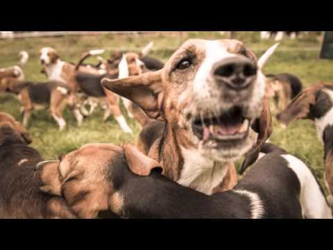 Herbstjagd 2015 final