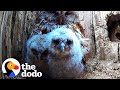 Hopeful Owl Mom Fosters Two Abandoned Chicks | The Dodo