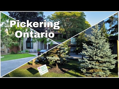 Walking in Pickering, Ontario ( Dyson Road and Rougemount Dr)