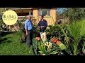 Burke S Backyard How To Grow A Tropical Garden In Cool Climate Going Troppo In Melbourne