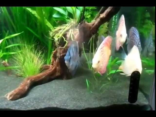 small discus aquarium