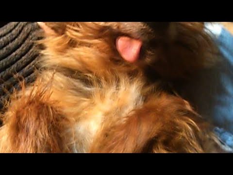 Great Fire of London Sep 2, 1666 – Sep 6, 1666 Dates of Creation