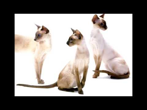 Personality Siamese cat breed