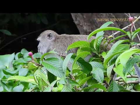 Borneo Orangutan Tour