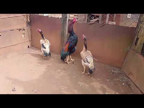 🐓✨ Criatório Coqueiral MG Galo Índio Crista Ferrão ✨🐓