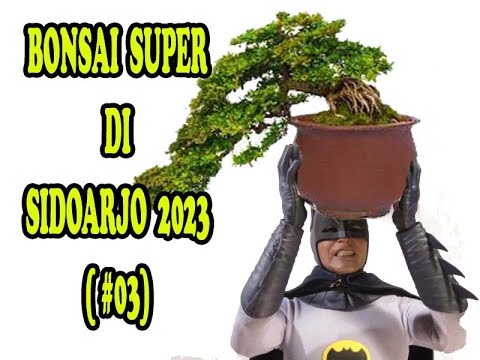 BONSAI SUPER SIDOARJO (2023) #3