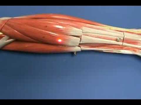 Arm Model - Forearm - Flexors - Part 1