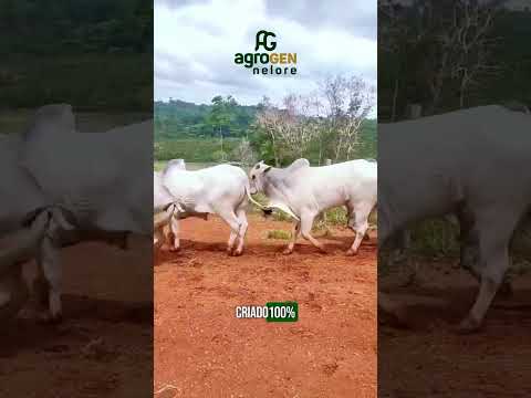 Em Brasil Novo PA, temos reprodutores Nelore PO de altíssimo nível, trazendo toda a consistência