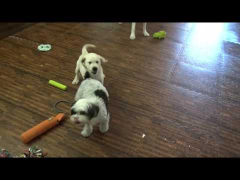 Sister CC Steals Baby Bro TaterTot For Some Play