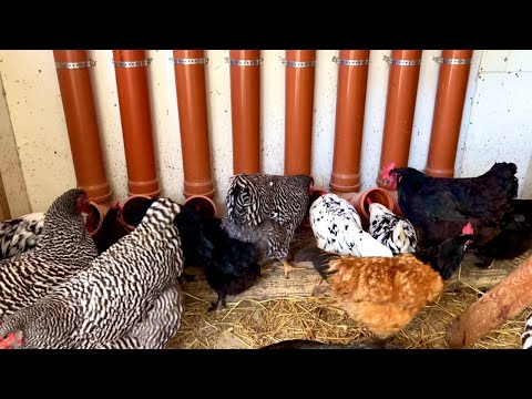 Clever feeding-system with pipes for happy chickens in the hen house - Chicken coop life hacks