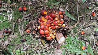 Download lagu Fresh Oil Palm Fruits (Elaeis guineensis) - the next Superfood? mp3
