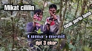 Download lagu Cara jitu mikat cililin turun 3 ekor. 👍 mp3