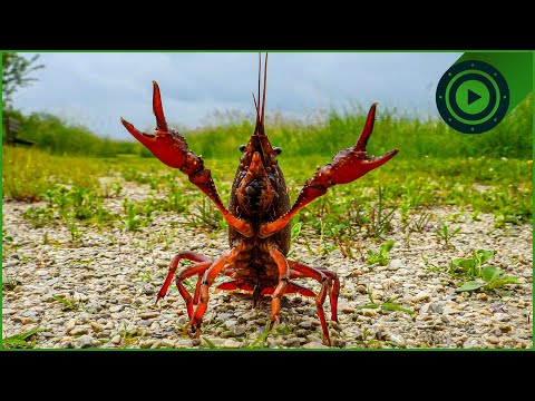 The Killer Crayfish Invasion: How Italian Birds Learned to Hunt the Alien Prey