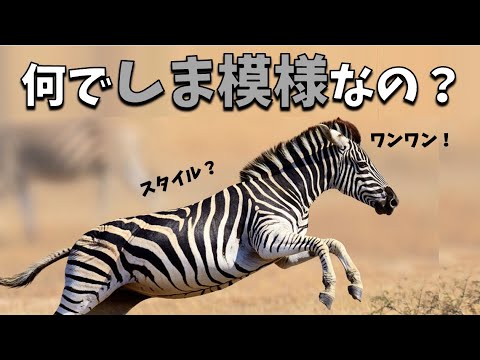 シマウマは何種類いますか