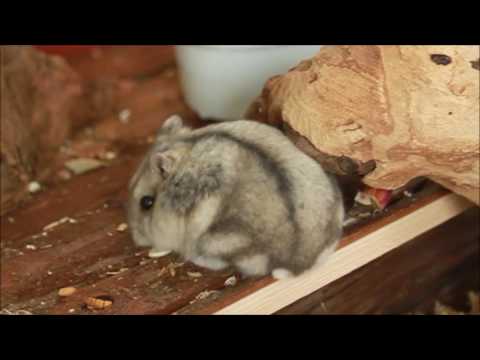 Yaira in de detolf - Mini Natuur