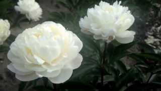 preview picture of video 'Getting White Peonies for planting - Peony Nursery PeonyShop.com'