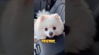 Hi👋I'm Sad😔😟 #dog #pets #puppy #dogs #dogshorts #cute #cutedog #ytshorts #shorts #viral 