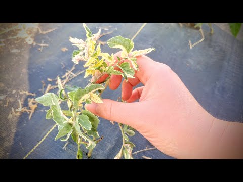 , title : '🍅Tomato Plant Leaves 🍃 Turning White? Why & How to Prevent It!