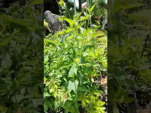 黄色の春の花を持つ低木 ニシキギの光沢のある花