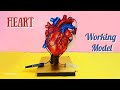 Human Heart Working Model Science Project Heart 3d Model Using Syringe SubhamsArtCraftCreations