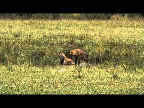 Hyenas taking a mud bath