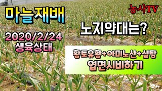 마늘재배. 2020년 2월 24일 생육상태, 아미노산+황토유황+설탕 엽면시비, 노지약대 [농사TV]