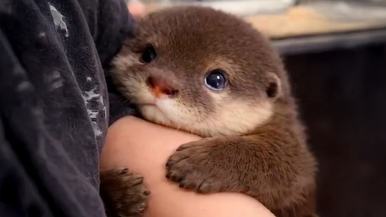 Amazing World of Adorable Baby Animals 😍