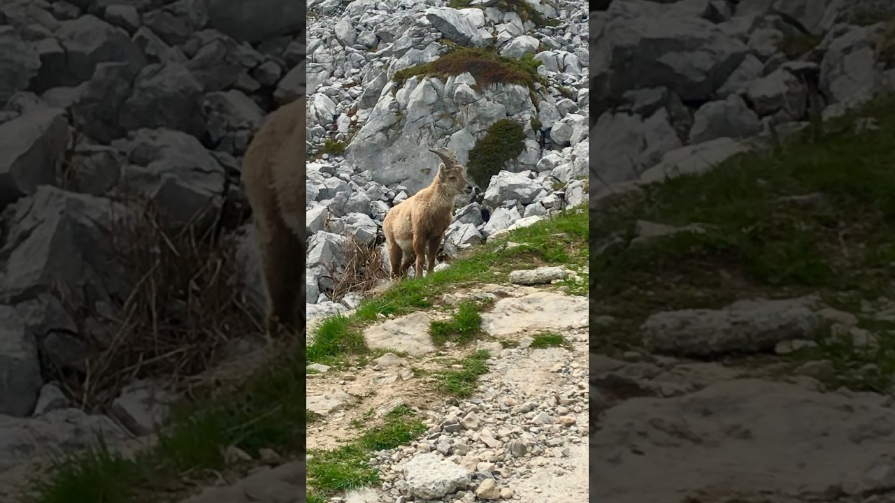 YouTube Short thumbnail