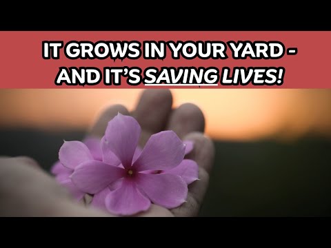 Madagascar Periwinkle - A Plant with Extraordinary Healing Powers! /Earth's Medicine