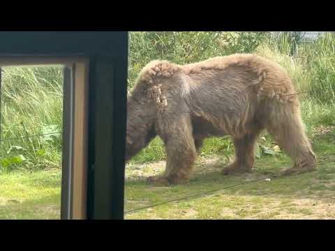 Wildheart Animal Sanctuary and the arrival of the rescued bears
