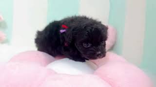 ハーフ犬の動画01