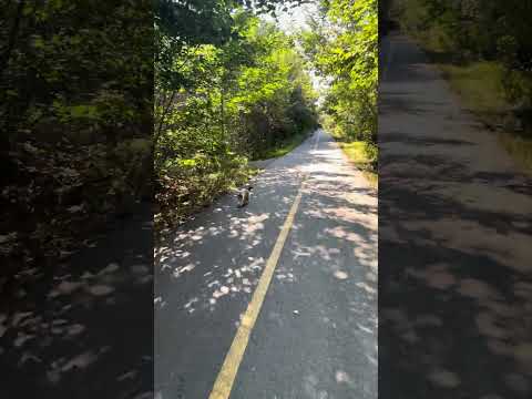 Just an ordinary kitty maintaining trail discipline.