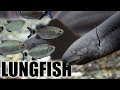 Dean's LUNGFiSH Tank - and a catching WiLD FiSH collecting story