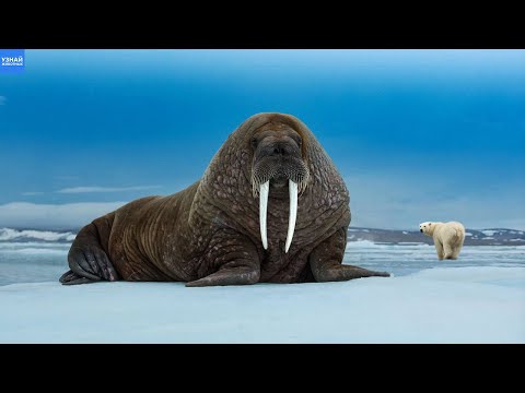 The walrus is a northern giant with dangerous fangs! Even polar bears and killer whales fear it!